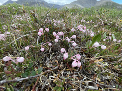 Andromeda polifolia pumila
