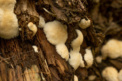 Antrodia heteromorpha