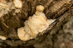 Antrodia heteromorpha