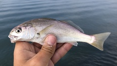 Genyonemus lineatus