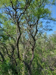Prosopis alba