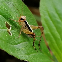 Eneopterinae