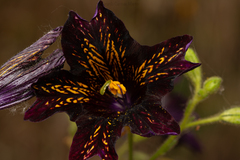 Salpiglossis sinuata