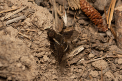 Hemipenthes differens