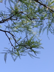 Prosopis alba