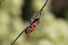Zygaena hilaris