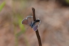Pseudophilotes panoptes