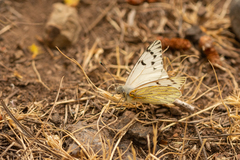 Tatochila mercedis mercedis