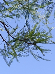 Prosopis alba