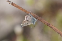 Pseudophilotes panoptes