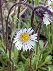 Tephroseris yukonensis
