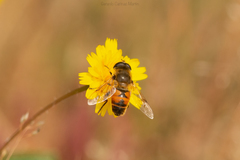 Eristalis tenax