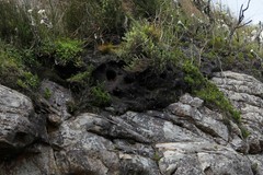 Geocolaptes olivaceus