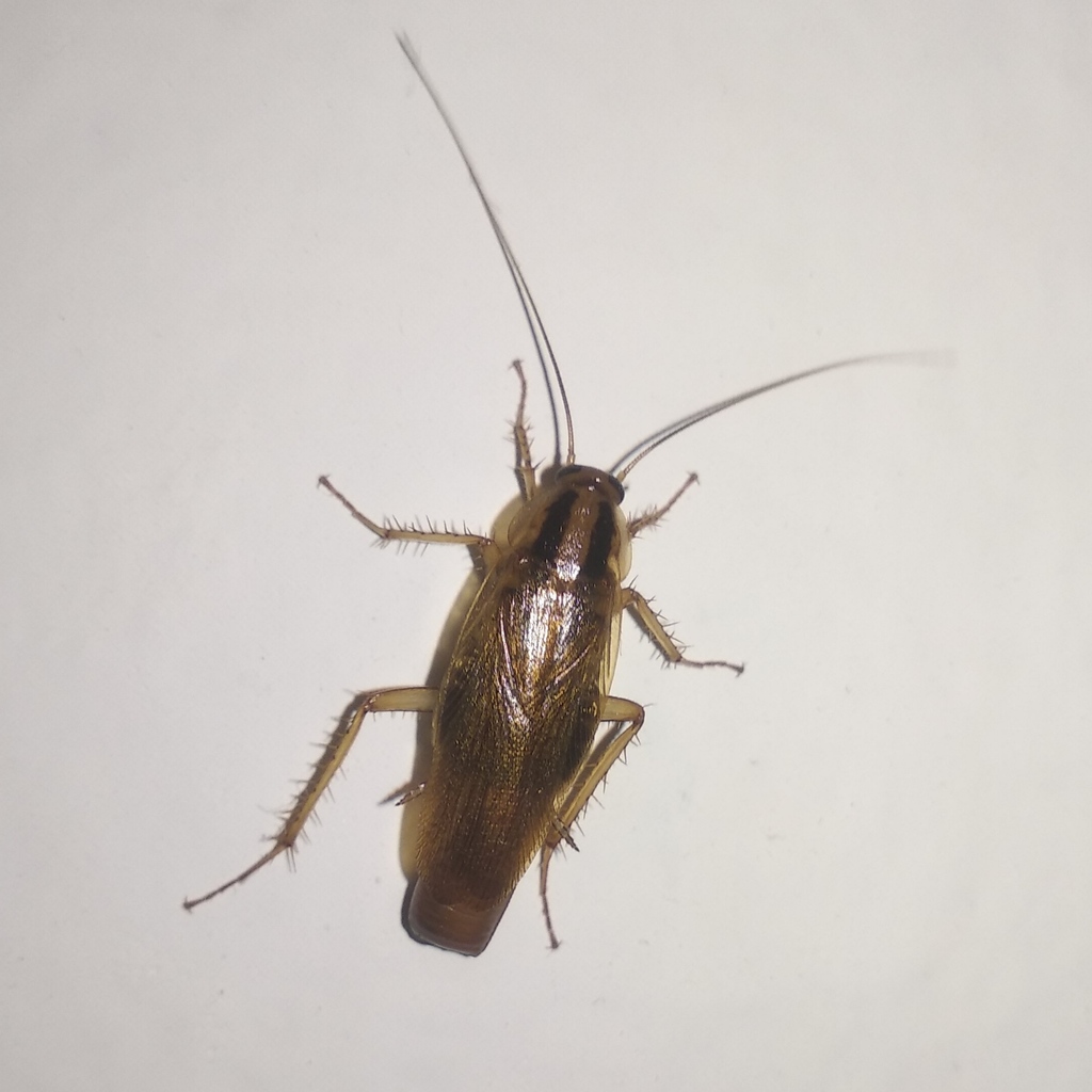 German Cockroach From La Paz, Puebla, Pue., México On November 05, 2021 