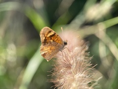 Phyciodes pallescens