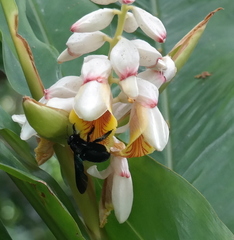 Biluna