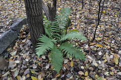Dryopteris filix-mas
