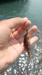 Sebastiscus marmoratus