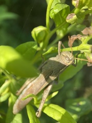 Schistocerca camerata