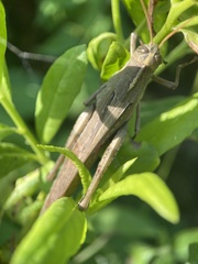 Schistocerca camerata