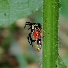 Cyphonia trifida