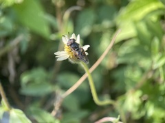 Copestylum limbipenne