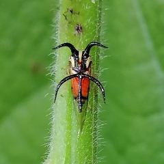 Cyphonia trifida