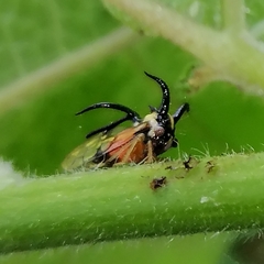 Cyphonia trifida