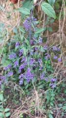 Hyptis subtilis