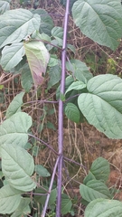 Hyptis subtilis