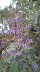 Hyptis subtilis