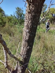Vachellia astringens