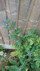 Pentaglottis sempervirens