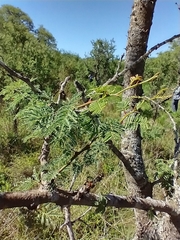 Vachellia astringens