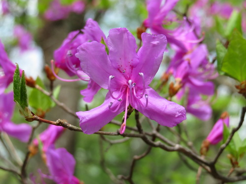 Rhododendron kiyosumense iNat (1)