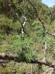 Vachellia astringens