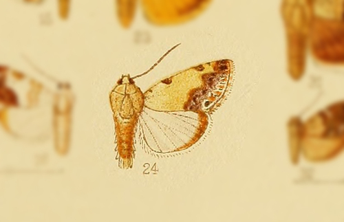Acontia notabilis