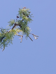 Vachellia astringens