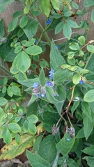 Pentaglottis sempervirens