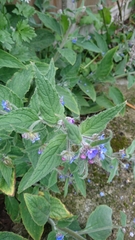Pentaglottis sempervirens