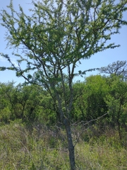 Vachellia astringens