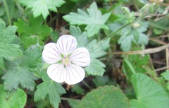 Geranium flanaganii
