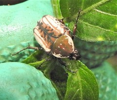 Elaphinis irrorata