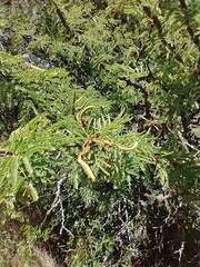 Vachellia astringens
