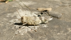 Oedipoda coerulea