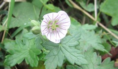 Geranium flanaganii