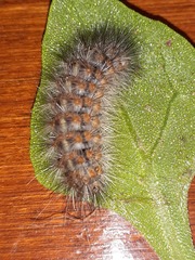 Paracles deserticola