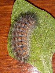 Paracles deserticola