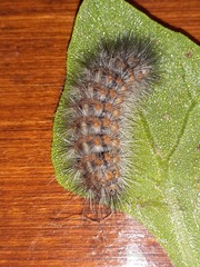 Paracles deserticola