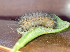 Paracles deserticola
